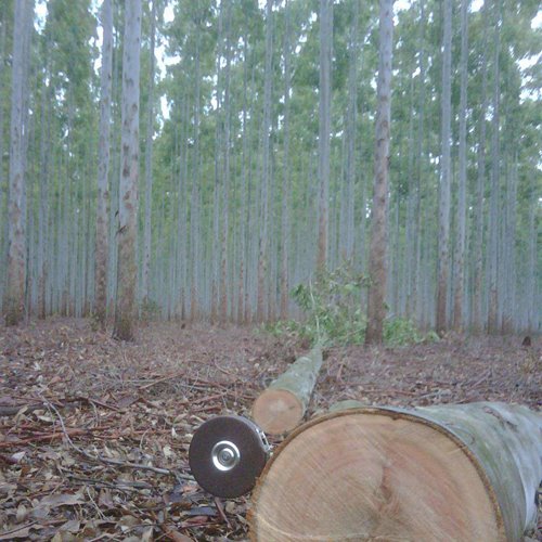 Eucalypts Silvicultural Systems: Plantation forestry for bioenergy and solid wood production